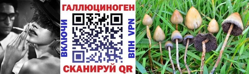 Купить где  Волоколамск  Псилоцибиновые грибы Psilocybe 